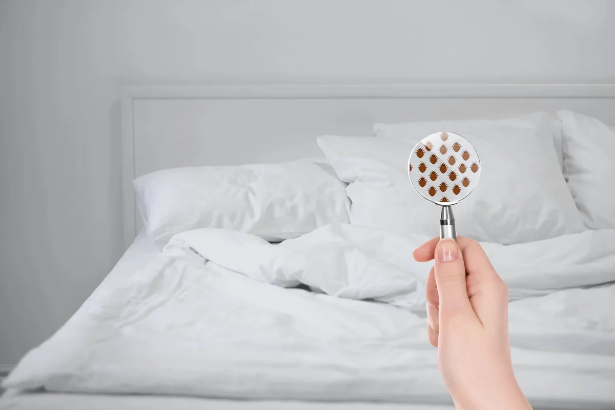 Hand hält Lupe mit Bettwanzen-Illustration über weißem Bett