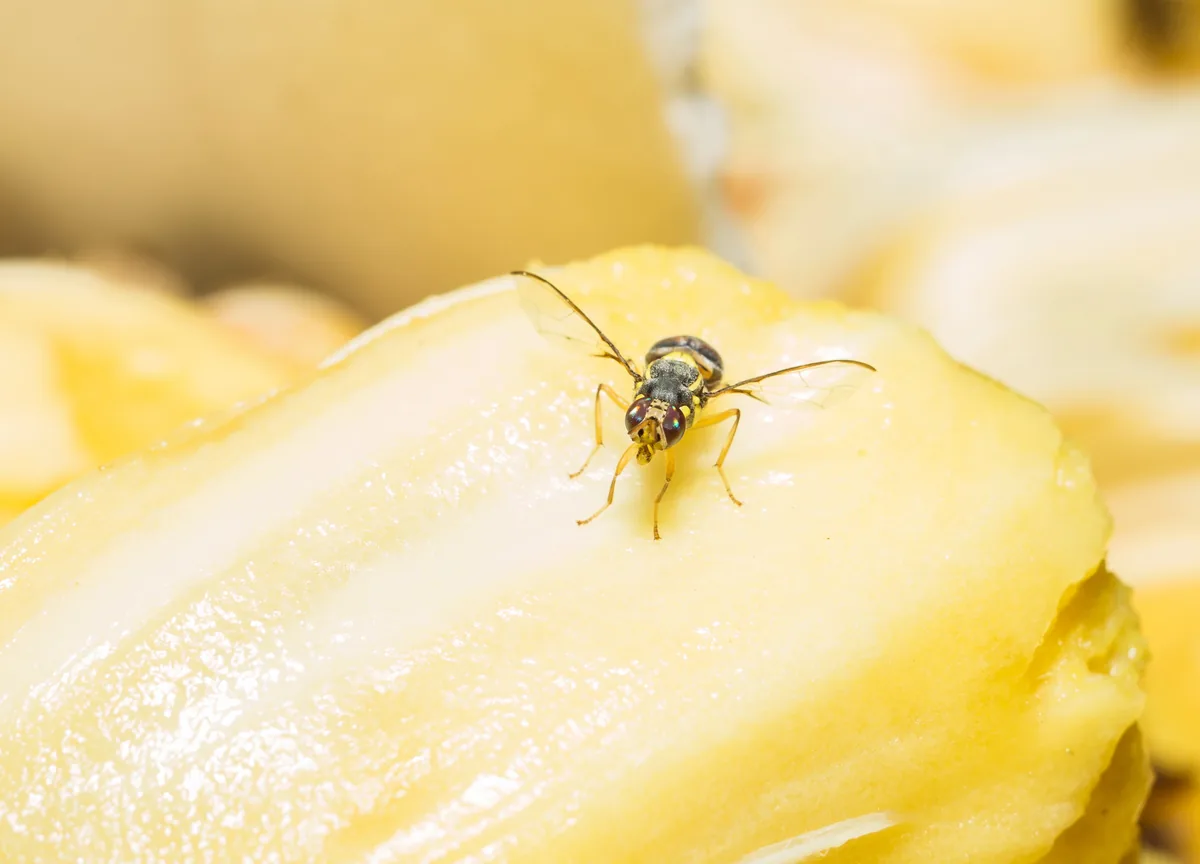 Fruchtfliege in Nahaufnahme auf gelber Frucht – Makrofotografie