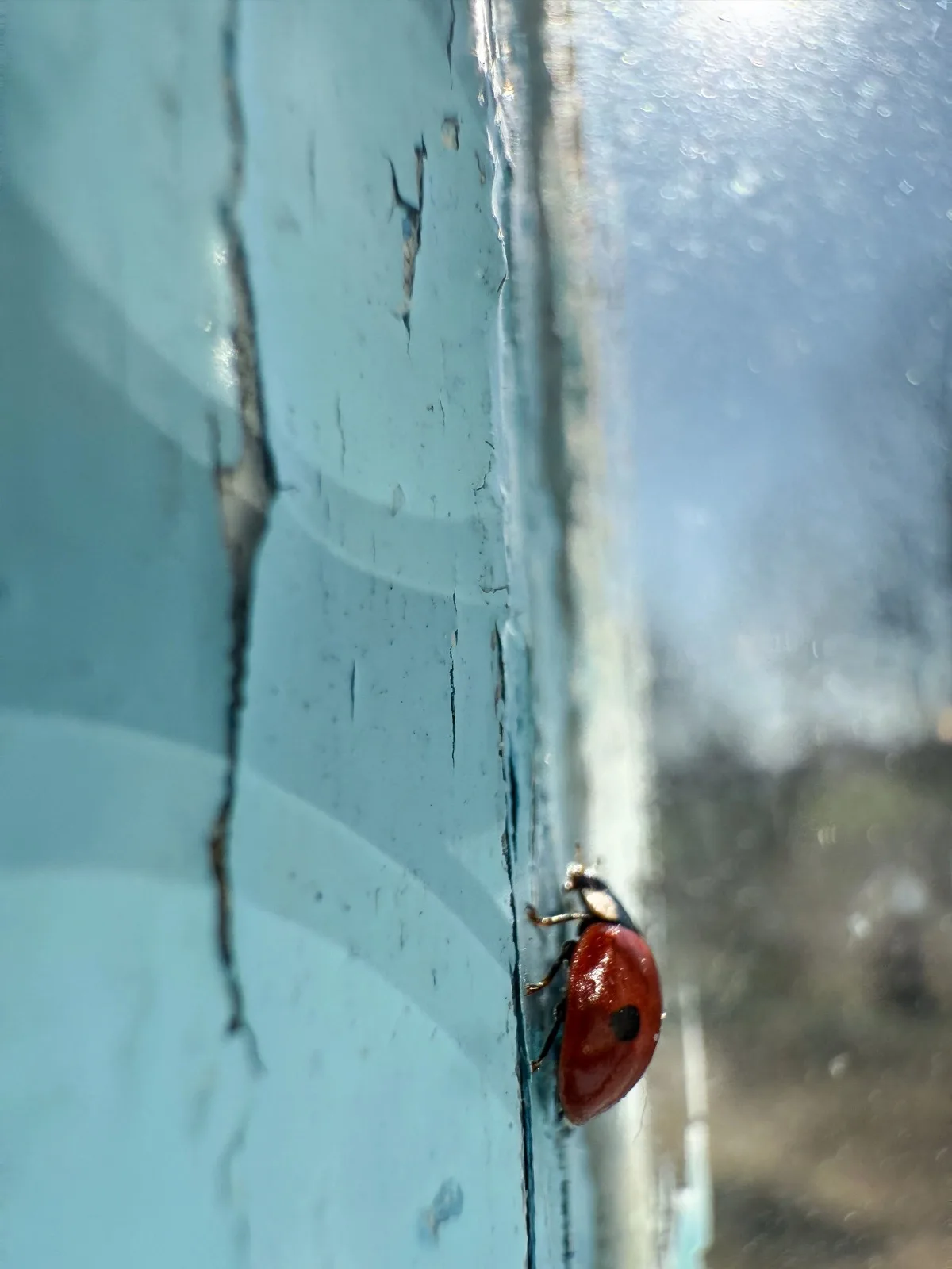Marienkäfer krabbelt auf einem Fensterrahmen mit abblätternder Farbe