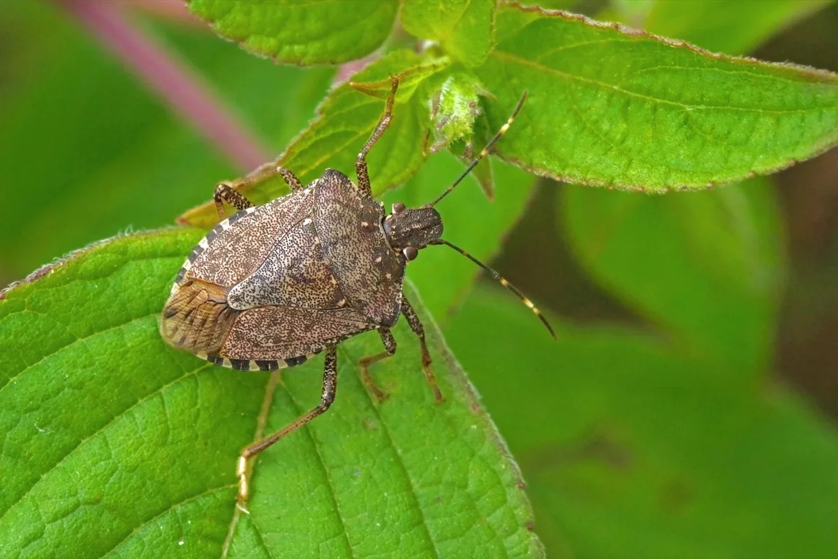 Marmorierte Baumwanze (Halyomorpha halys) auf einem grünen Blatt